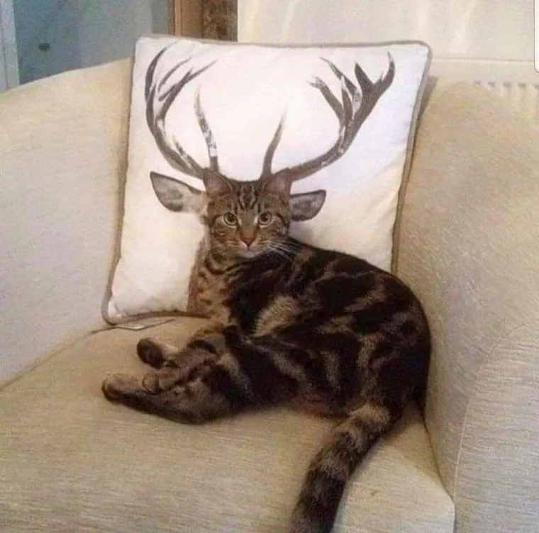 Poslali ste nam najsmje&scaron;nije fotke svojih ljubimaca i uljep&scaron;ali dan, totalni su urnebes