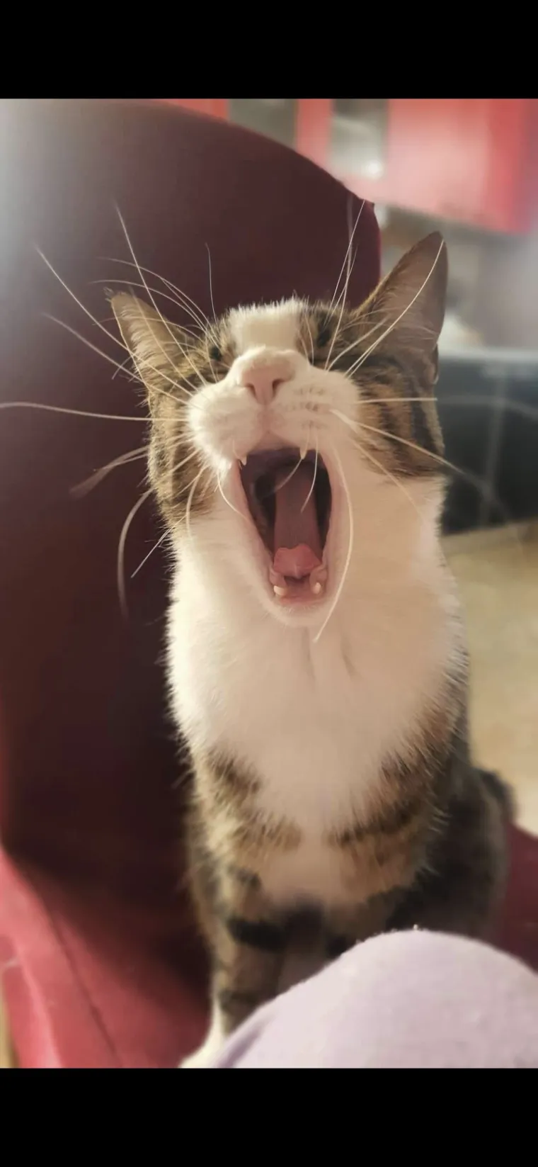 Poslali ste nam najsmje&scaron;nije fotke svojih ljubimaca i uljep&scaron;ali dan, totalni su urnebes