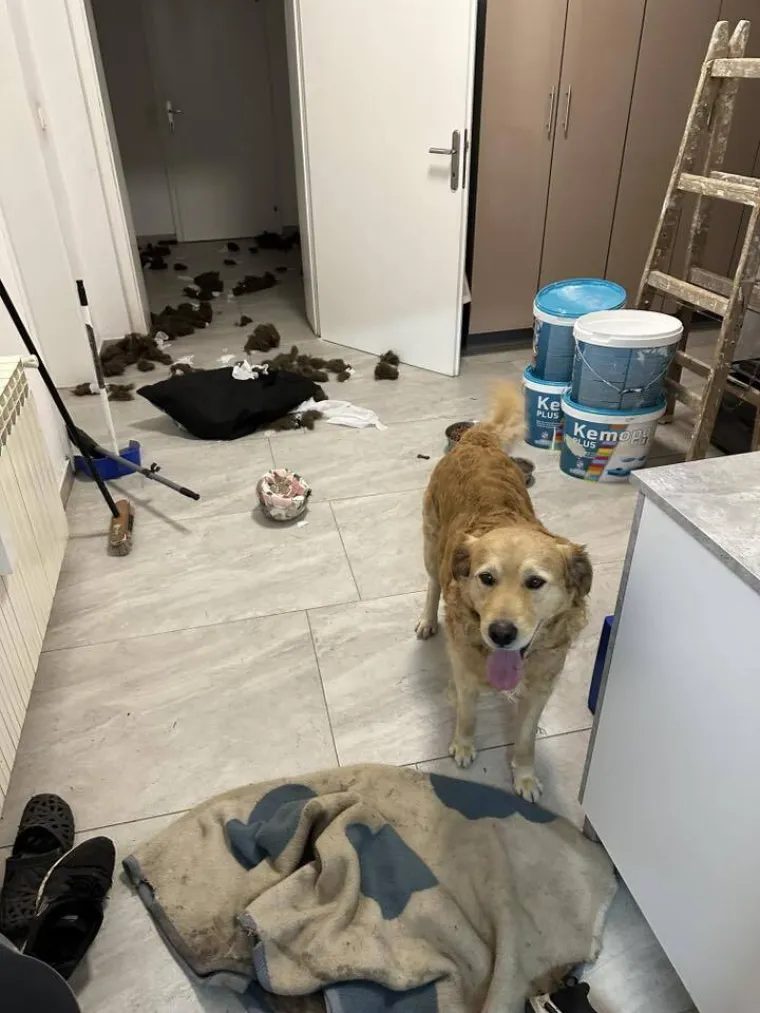 Poslali ste nam najsmje&scaron;nije fotke svojih ljubimaca i uljep&scaron;ali dan, totalni su urnebes