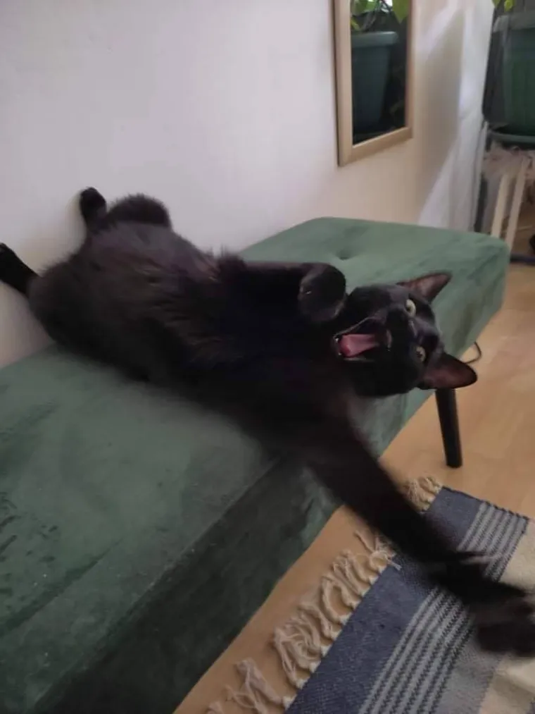 Poslali ste nam najsmje&scaron;nije fotke svojih ljubimaca i uljep&scaron;ali dan, totalni su urnebes