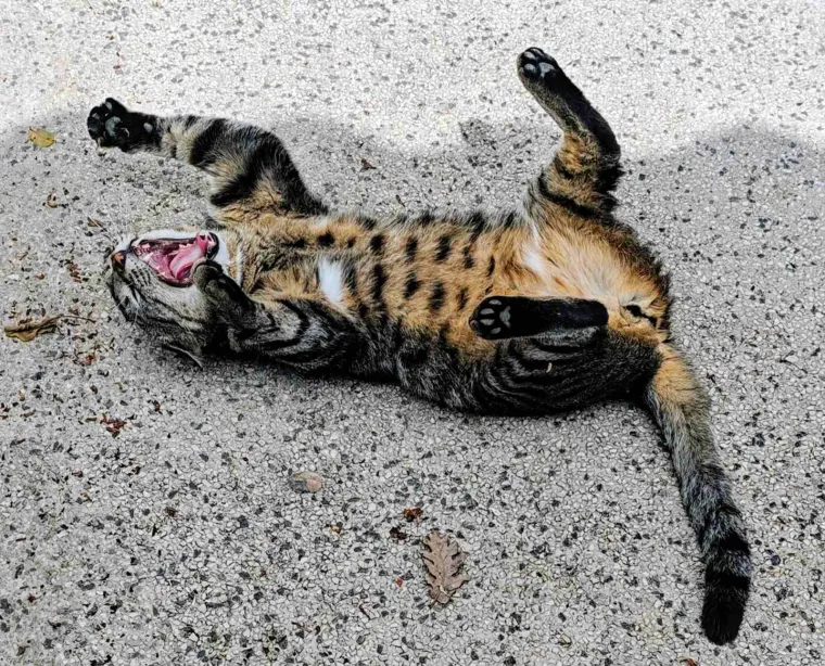 Poslali ste nam najsmje&scaron;nije fotke svojih ljubimaca i uljep&scaron;ali dan, totalni su urnebes