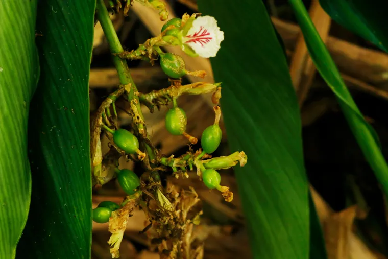 Kako rastu ovi začini? Rijetki ih mogu prepoznati samo po fotografiji biljke