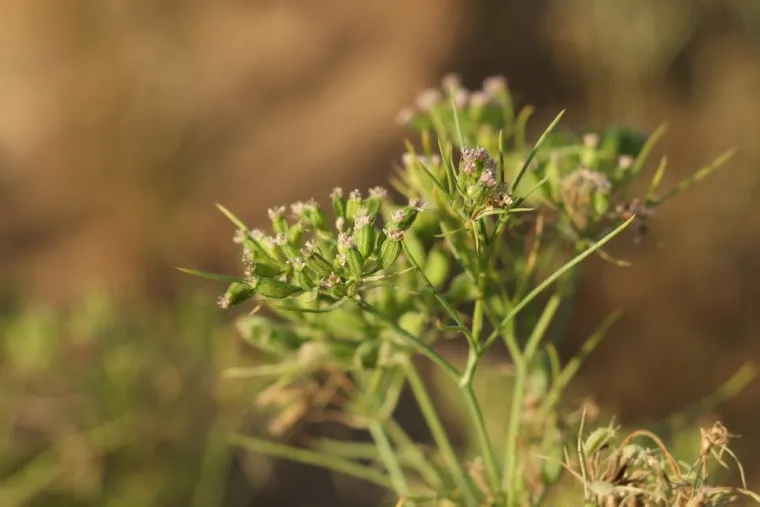 Kako rastu ovi začini? Rijetki ih mogu prepoznati samo po fotografiji biljke