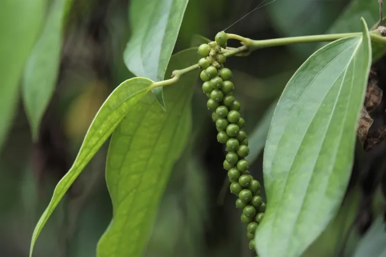 Kako rastu ovi začini? Rijetki ih mogu prepoznati samo po fotografiji biljke