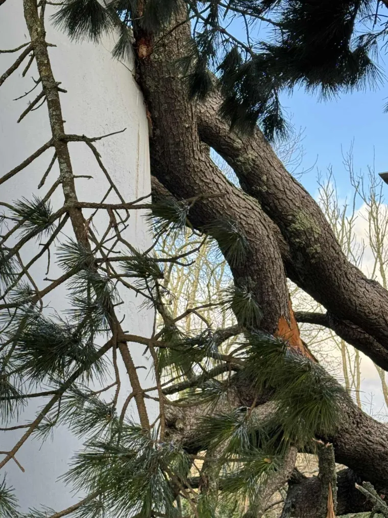 Pogledajte kakva je grdosija zdrobila kuću: 'Odjednom se dogodio taj ogroman tresak... samo sam vri&scaron;tala'