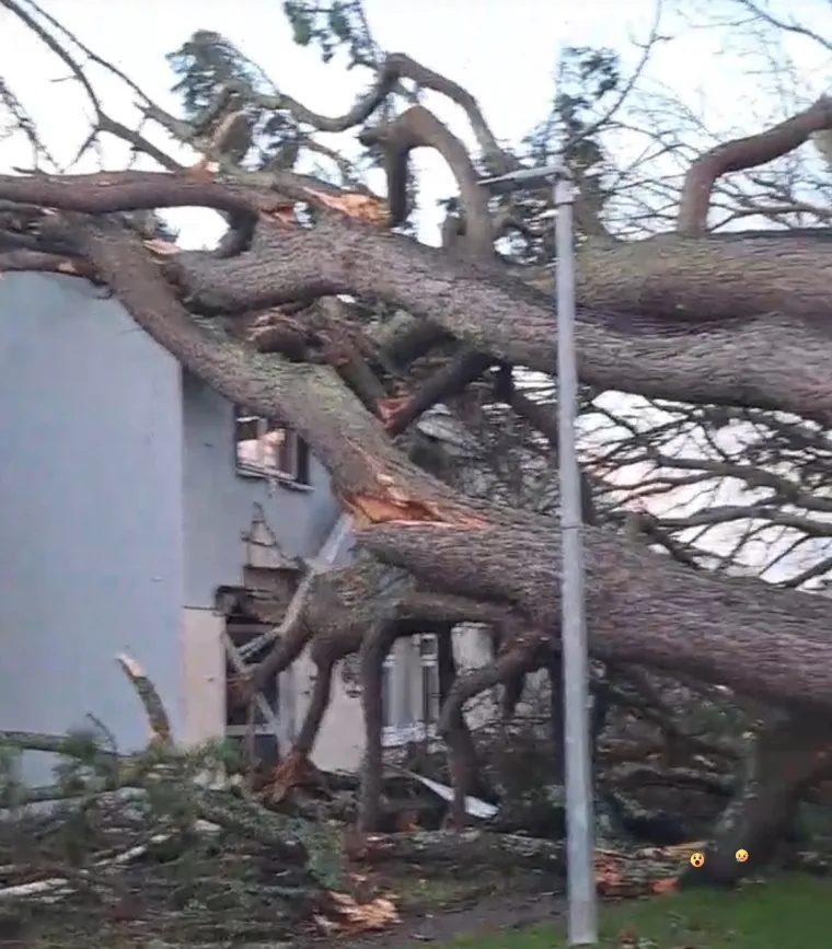 Pogledajte kakva je grdosija zdrobila kuću: 'Odjednom se dogodio taj ogroman tresak... samo sam vri&scaron;tala'