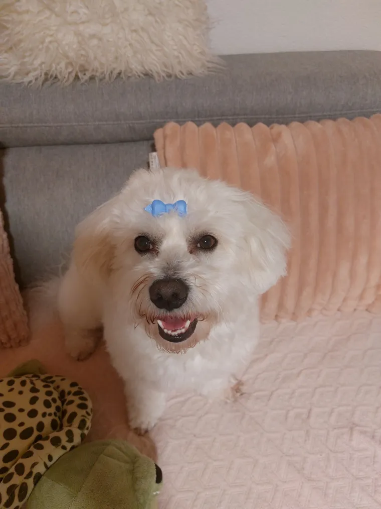 Oprez: Ove preslatke nju&scaron;ke mogle bi vam uljep&scaron;ati dan! Pogledajte koga ste nam sve poslali