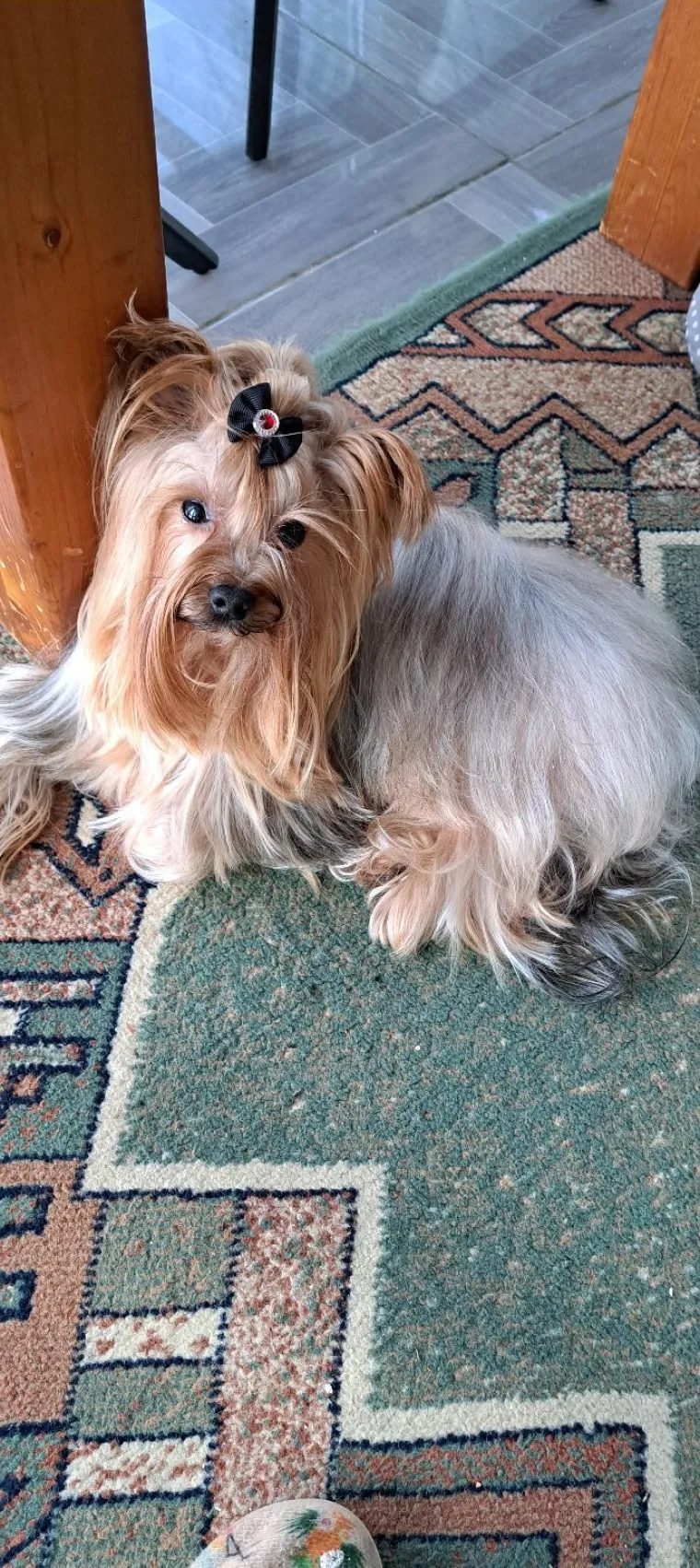 Oprez: Ove preslatke nju&scaron;ke mogle bi vam uljep&scaron;ati dan! Pogledajte koga ste nam sve poslali