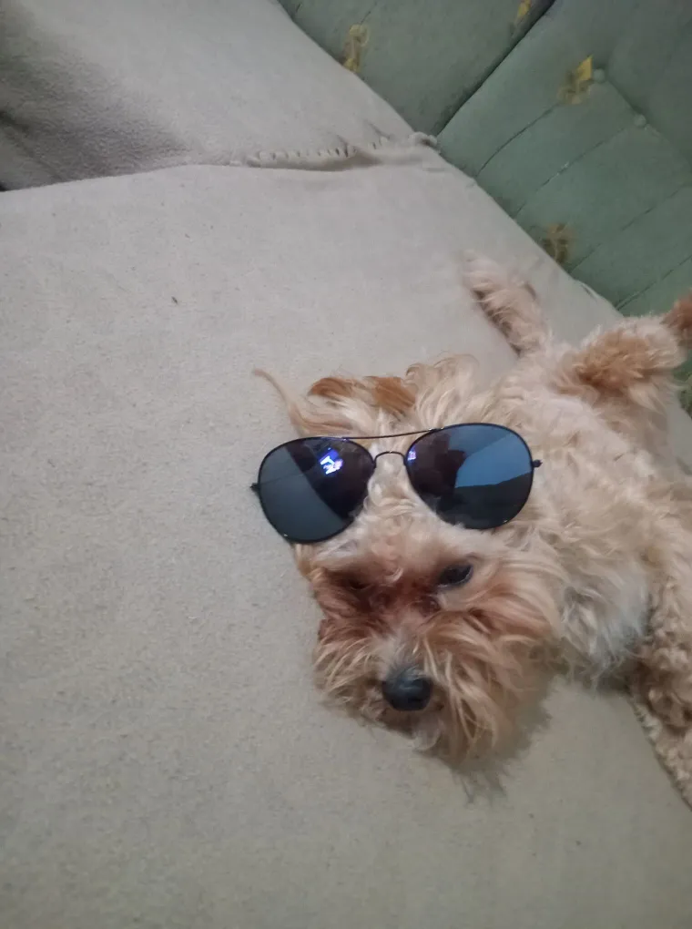 Oprez: Ove preslatke nju&scaron;ke mogle bi vam uljep&scaron;ati dan! Pogledajte koga ste nam sve poslali