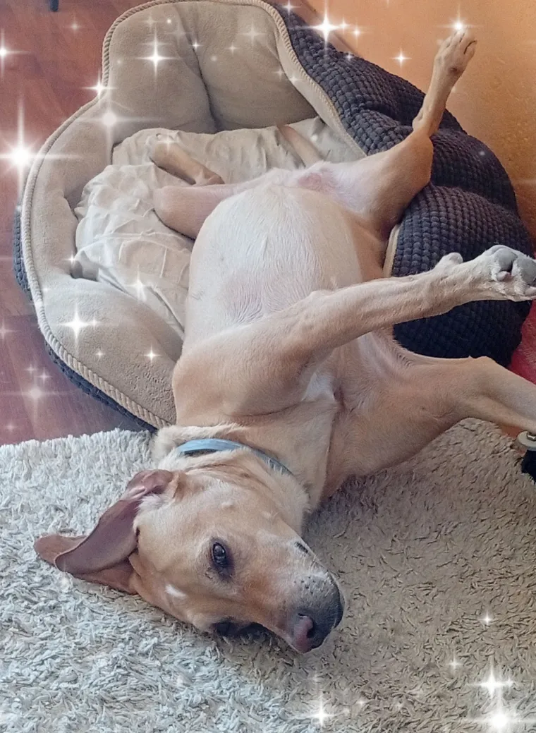 Oprez: Ove preslatke nju&scaron;ke mogle bi vam uljep&scaron;ati dan! Pogledajte koga ste nam sve poslali