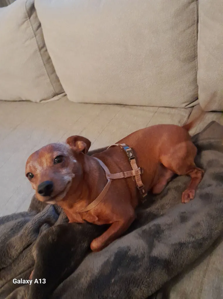 Oprez: Ove preslatke nju&scaron;ke mogle bi vam uljep&scaron;ati dan! Pogledajte koga ste nam sve poslali