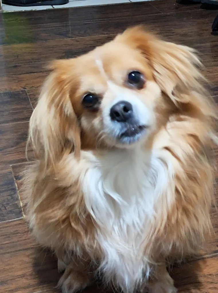 Oprez: Ove preslatke nju&scaron;ke mogle bi vam uljep&scaron;ati dan! Pogledajte koga ste nam sve poslali