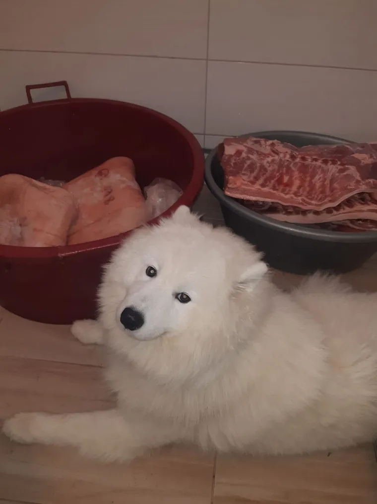 Oprez: Ove preslatke nju&scaron;ke mogle bi vam uljep&scaron;ati dan! Pogledajte koga ste nam sve poslali