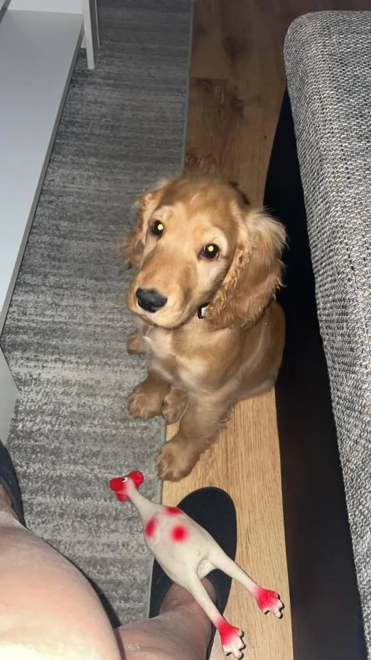 Oprez: Ove preslatke nju&scaron;ke mogle bi vam uljep&scaron;ati dan! Pogledajte koga ste nam sve poslali