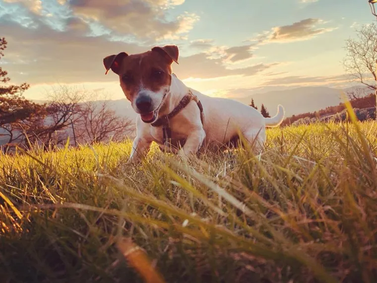 Oprez: Ove preslatke nju&scaron;ke mogle bi vam uljep&scaron;ati dan! Pogledajte koga ste nam sve poslali