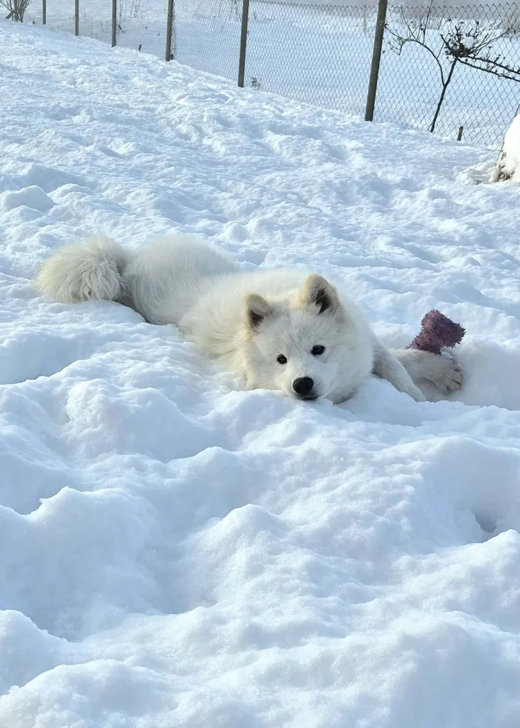 Oprez: Ove preslatke nju&scaron;ke mogle bi vam uljep&scaron;ati dan! Pogledajte koga ste nam sve poslali