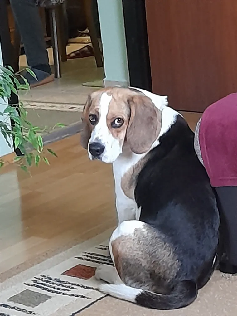 Oprez: Ove preslatke nju&scaron;ke mogle bi vam uljep&scaron;ati dan! Pogledajte koga ste nam sve poslali