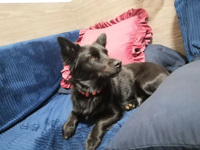 Oprez: Ove preslatke nju&scaron;ke mogle bi vam uljep&scaron;ati dan! Pogledajte koga ste nam sve poslali