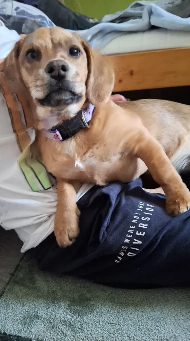 Oprez: Ove preslatke nju&scaron;ke mogle bi vam uljep&scaron;ati dan! Pogledajte koga ste nam sve poslali