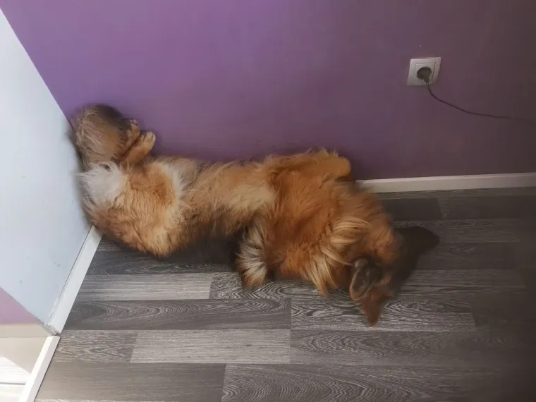 Oprez: Ove preslatke nju&scaron;ke mogle bi vam uljep&scaron;ati dan! Pogledajte koga ste nam sve poslali