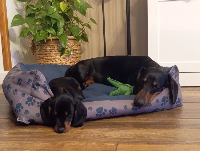 Oprez: Ove preslatke nju&scaron;ke mogle bi vam uljep&scaron;ati dan! Pogledajte koga ste nam sve poslali