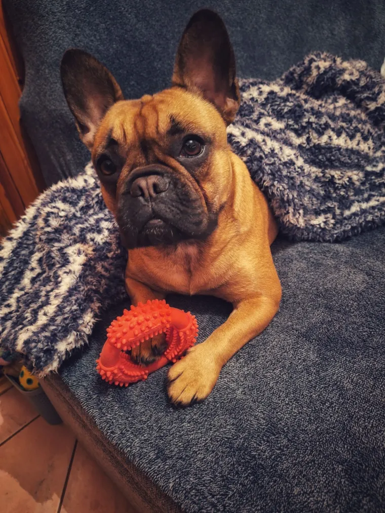 Oprez: Ove preslatke nju&scaron;ke mogle bi vam uljep&scaron;ati dan! Pogledajte koga ste nam sve poslali