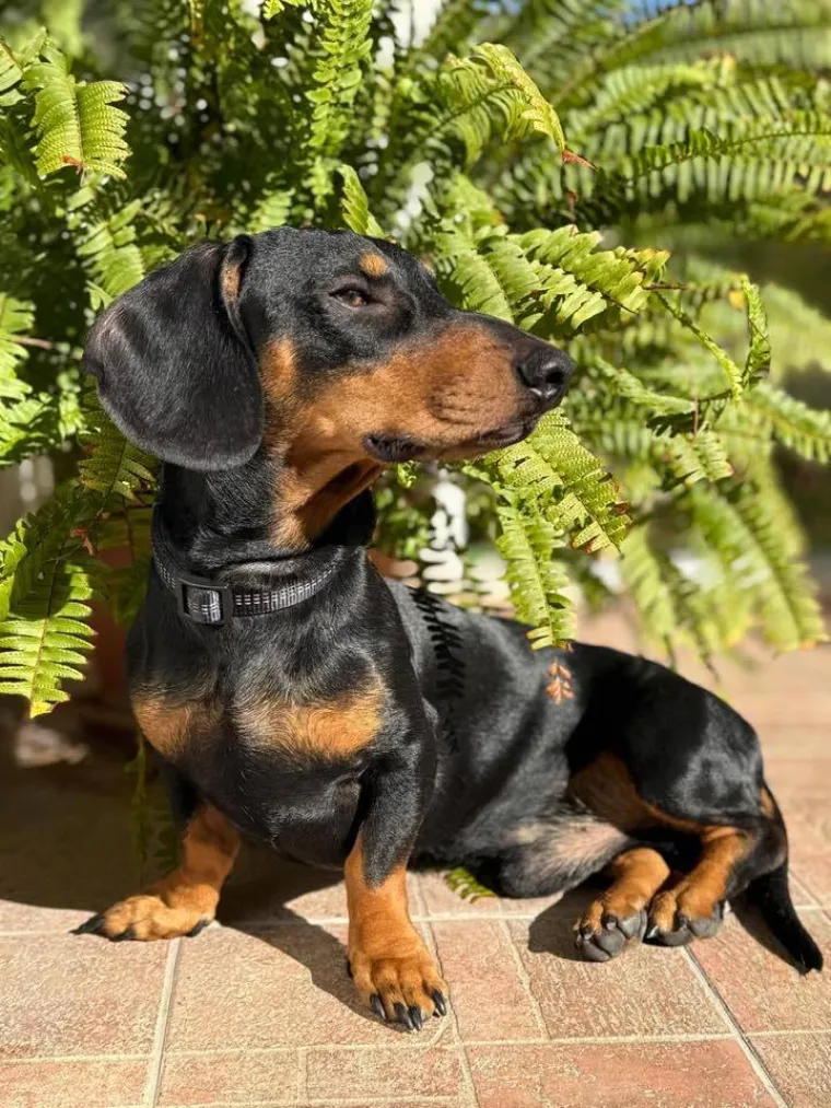 Oprez: Ove preslatke nju&scaron;ke mogle bi vam uljep&scaron;ati dan! Pogledajte koga ste nam sve poslali