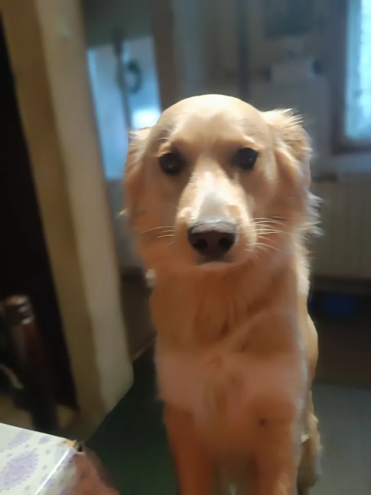 Oprez: Ove preslatke nju&scaron;ke mogle bi vam uljep&scaron;ati dan! Pogledajte koga ste nam sve poslali