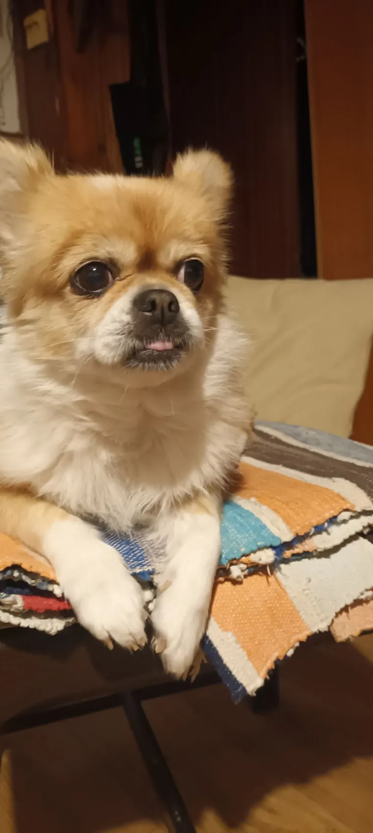 Oprez: Ove preslatke nju&scaron;ke mogle bi vam uljep&scaron;ati dan! Pogledajte koga ste nam sve poslali