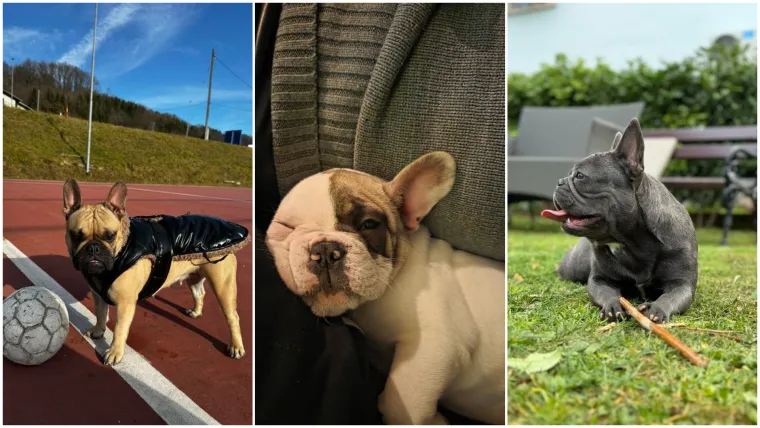 Neodoljiva pasmina osvaja srca: Te&scaron;ko je odoljeti va&scaron;im preslatkim francuskim buldozima