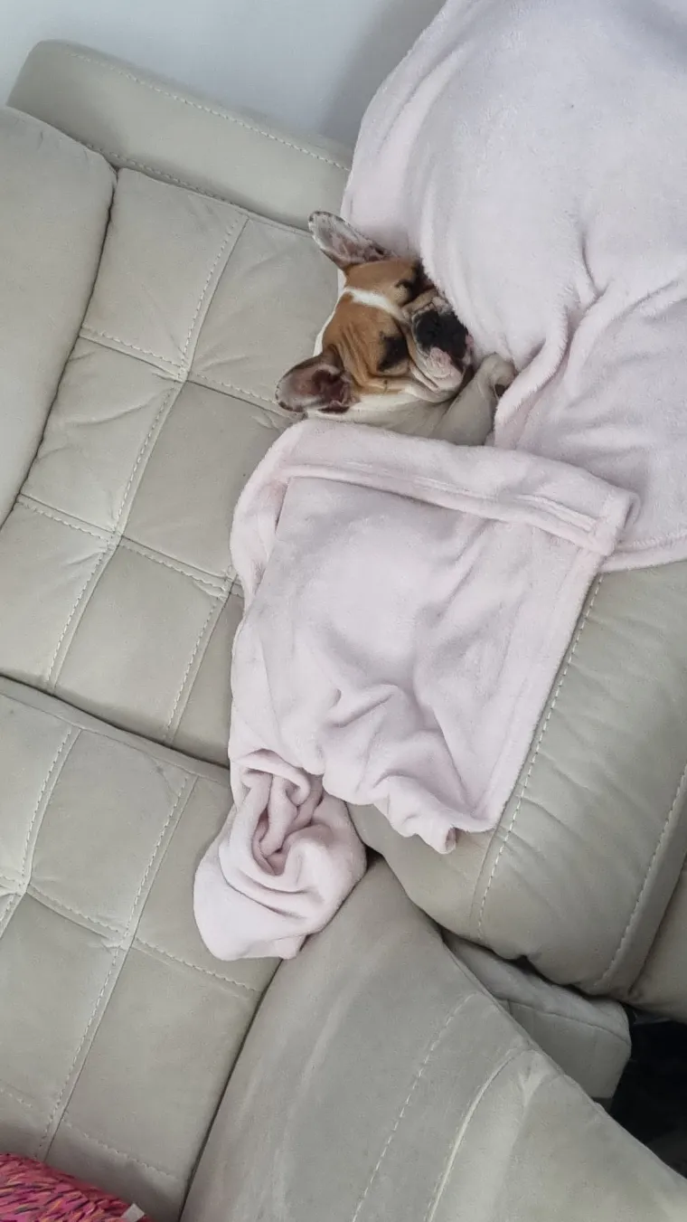 Neodoljiva pasmina osvaja srca: Te&scaron;ko je odoljeti va&scaron;im preslatkim francuskim buldozima