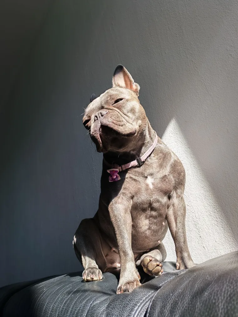 Neodoljiva pasmina osvaja srca: Te&scaron;ko je odoljeti va&scaron;im preslatkim francuskim buldozima