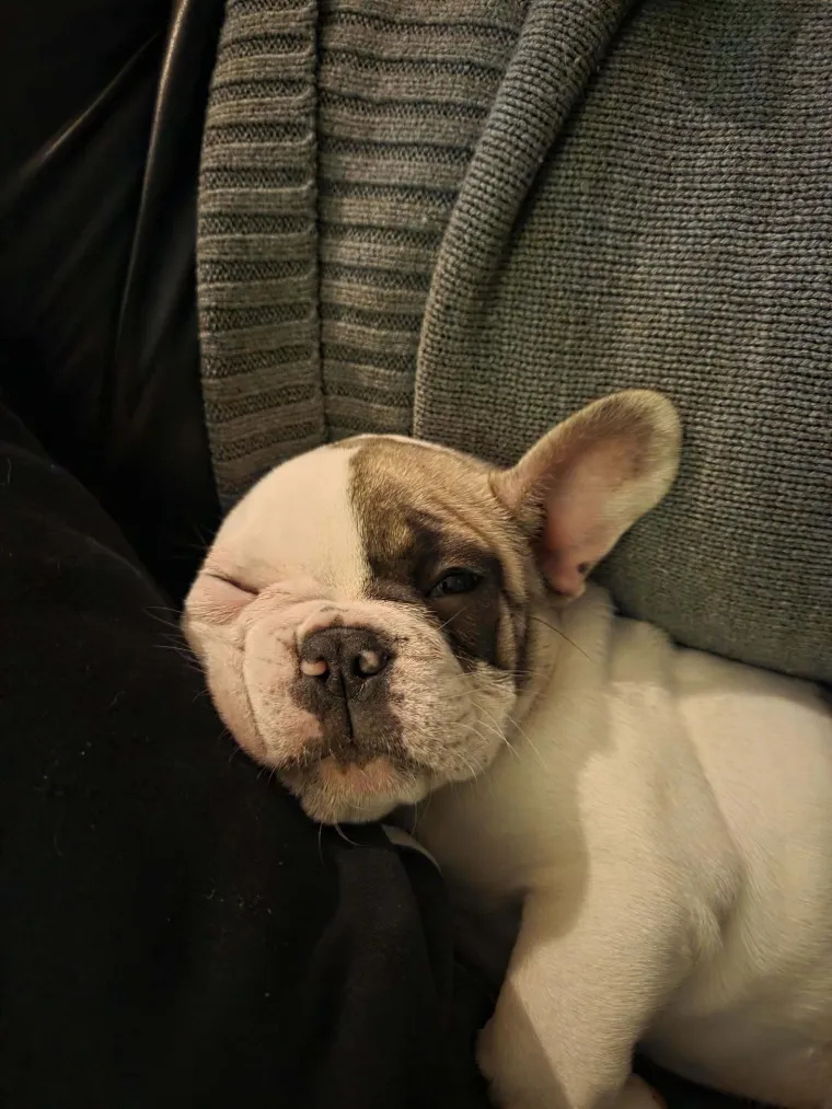 Neodoljiva pasmina osvaja srca: Te&scaron;ko je odoljeti va&scaron;im preslatkim francuskim buldozima