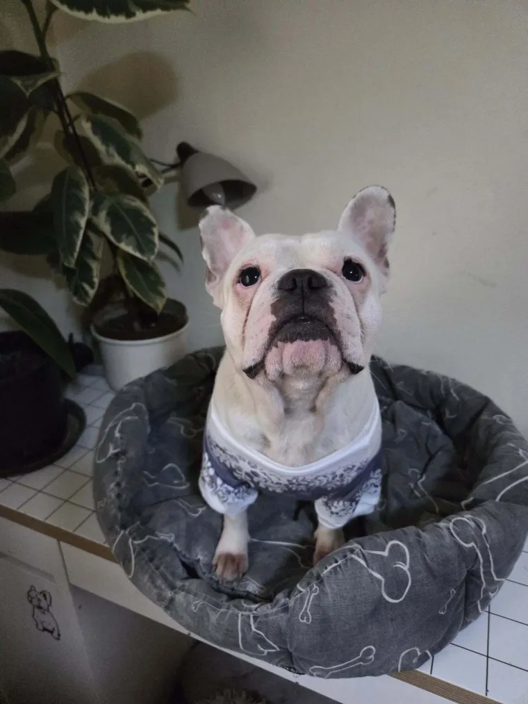 Neodoljiva pasmina osvaja srca: Te&scaron;ko je odoljeti va&scaron;im preslatkim francuskim buldozima