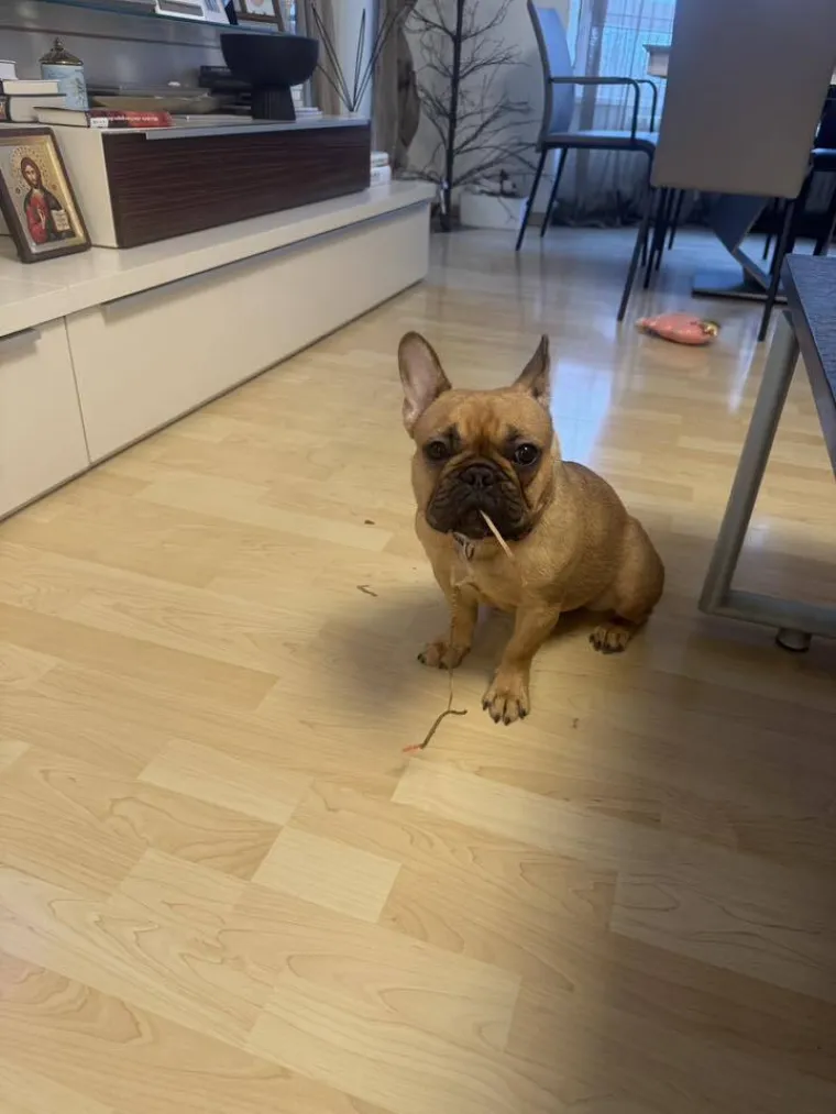 Neodoljiva pasmina osvaja srca: Te&scaron;ko je odoljeti va&scaron;im preslatkim francuskim buldozima