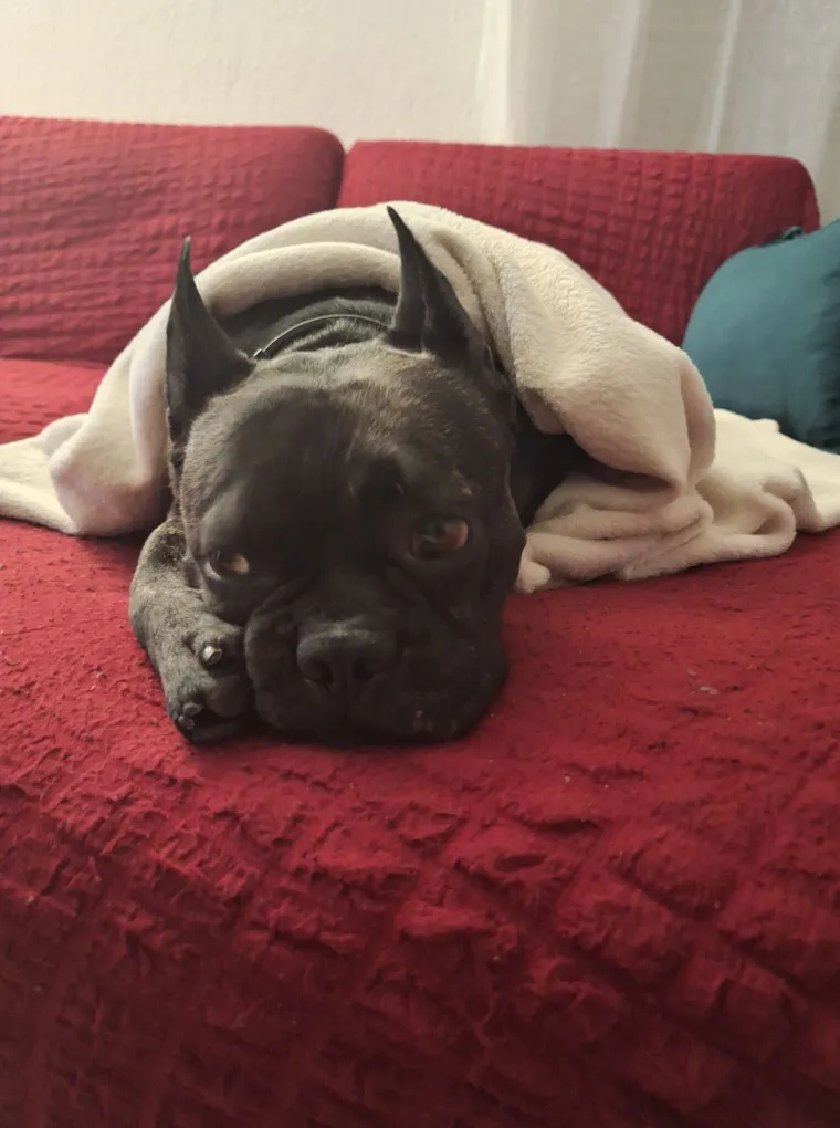 Neodoljiva pasmina osvaja srca: Te&scaron;ko je odoljeti va&scaron;im preslatkim francuskim buldozima