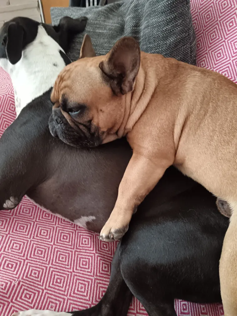 Neodoljiva pasmina osvaja srca: Te&scaron;ko je odoljeti va&scaron;im preslatkim francuskim buldozima