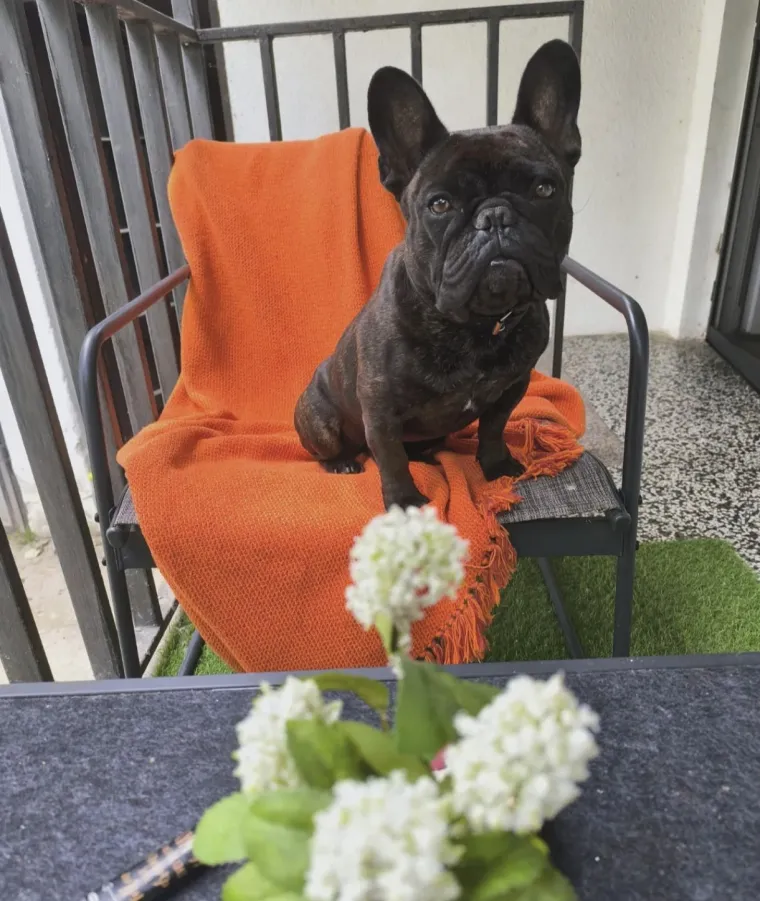 Neodoljiva pasmina osvaja srca: Te&scaron;ko je odoljeti va&scaron;im preslatkim francuskim buldozima