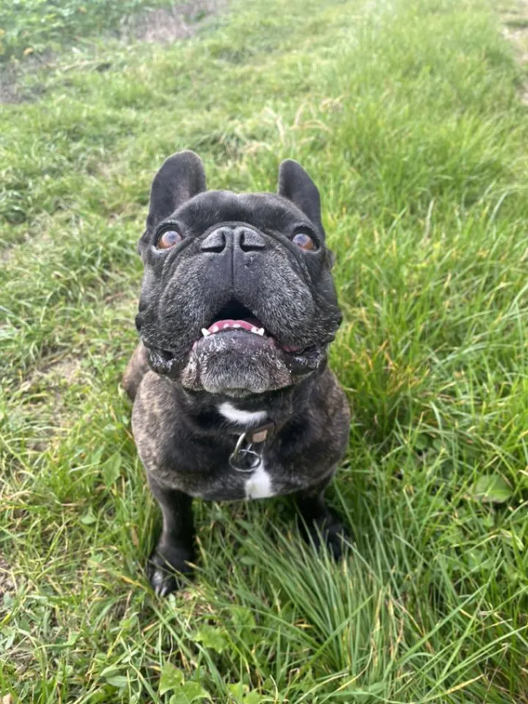 Neodoljiva pasmina osvaja srca: Te&scaron;ko je odoljeti va&scaron;im preslatkim francuskim buldozima