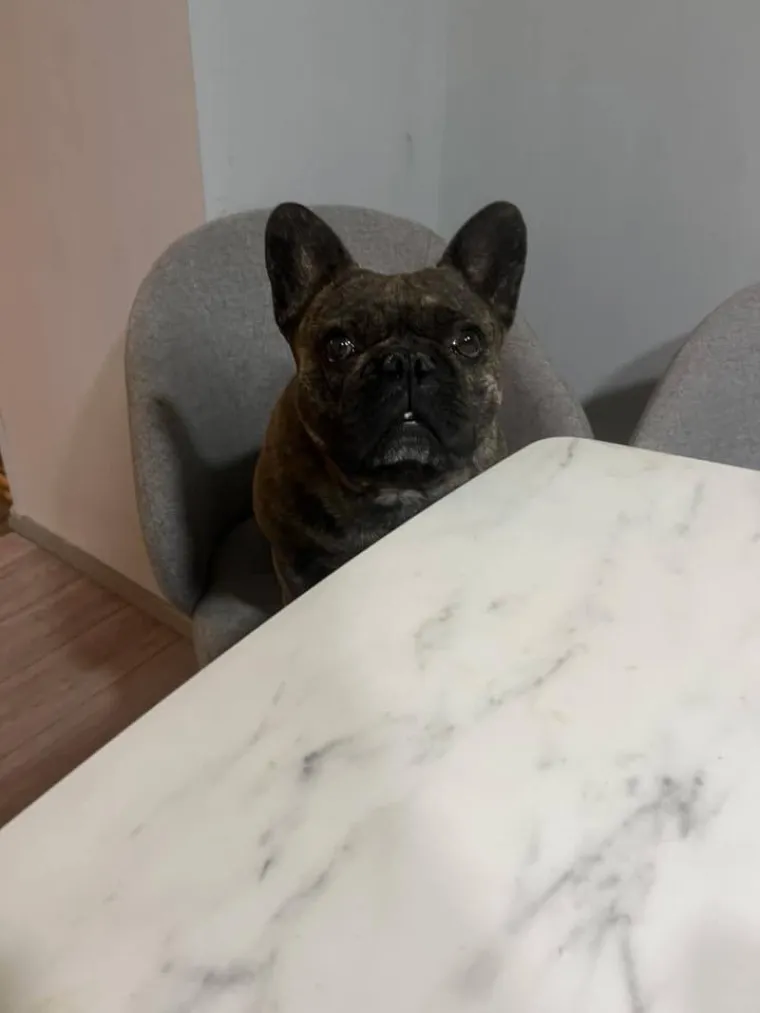 Neodoljiva pasmina osvaja srca: Te&scaron;ko je odoljeti va&scaron;im preslatkim francuskim buldozima