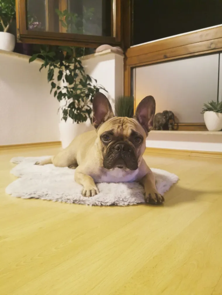 Neodoljiva pasmina osvaja srca: Te&scaron;ko je odoljeti va&scaron;im preslatkim francuskim buldozima