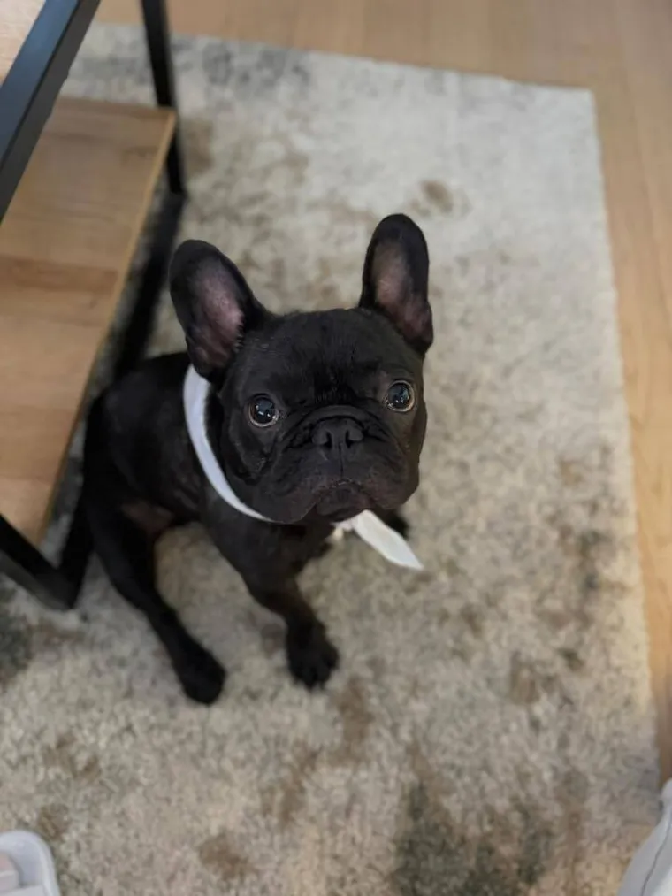 Neodoljiva pasmina osvaja srca: Te&scaron;ko je odoljeti va&scaron;im preslatkim francuskim buldozima