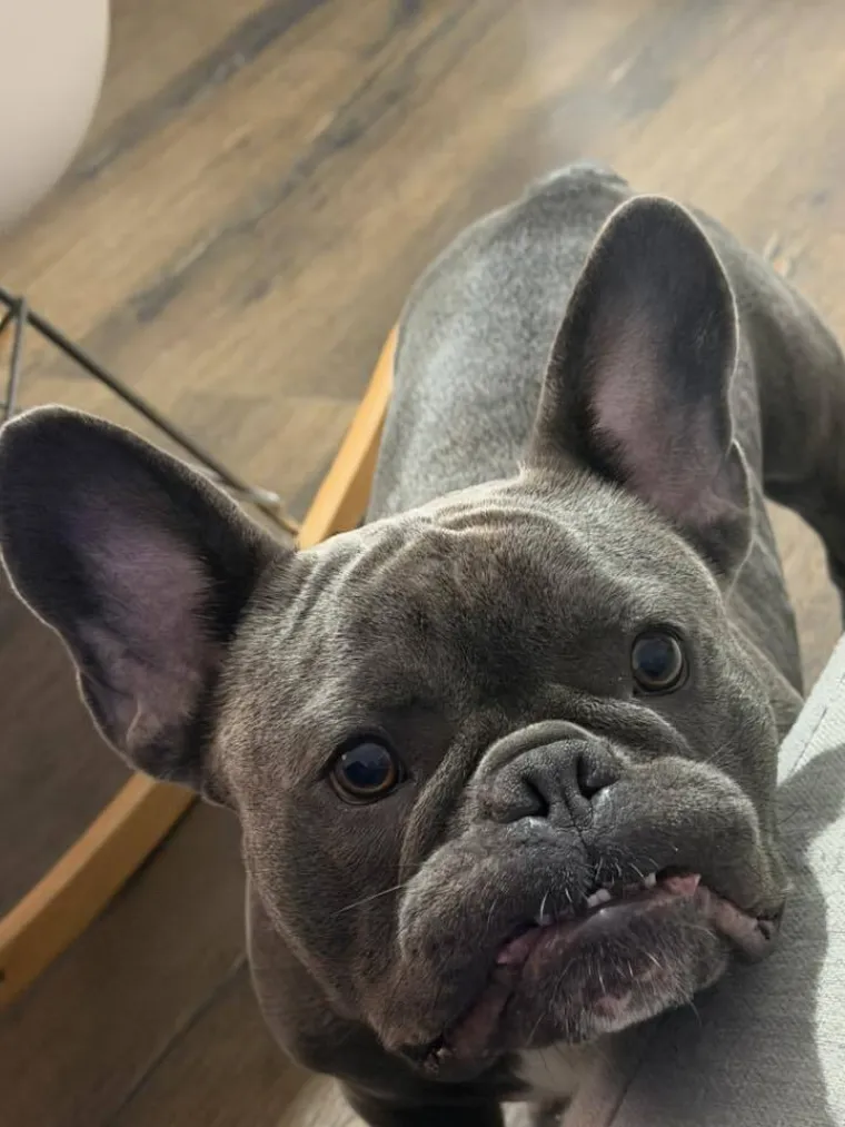 Neodoljiva pasmina osvaja srca: Te&scaron;ko je odoljeti va&scaron;im preslatkim francuskim buldozima