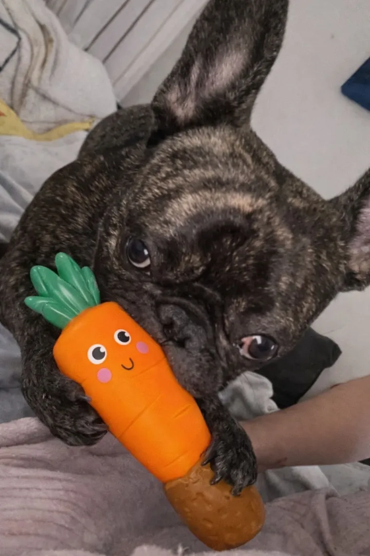 Neodoljiva pasmina osvaja srca: Te&scaron;ko je odoljeti va&scaron;im preslatkim francuskim buldozima