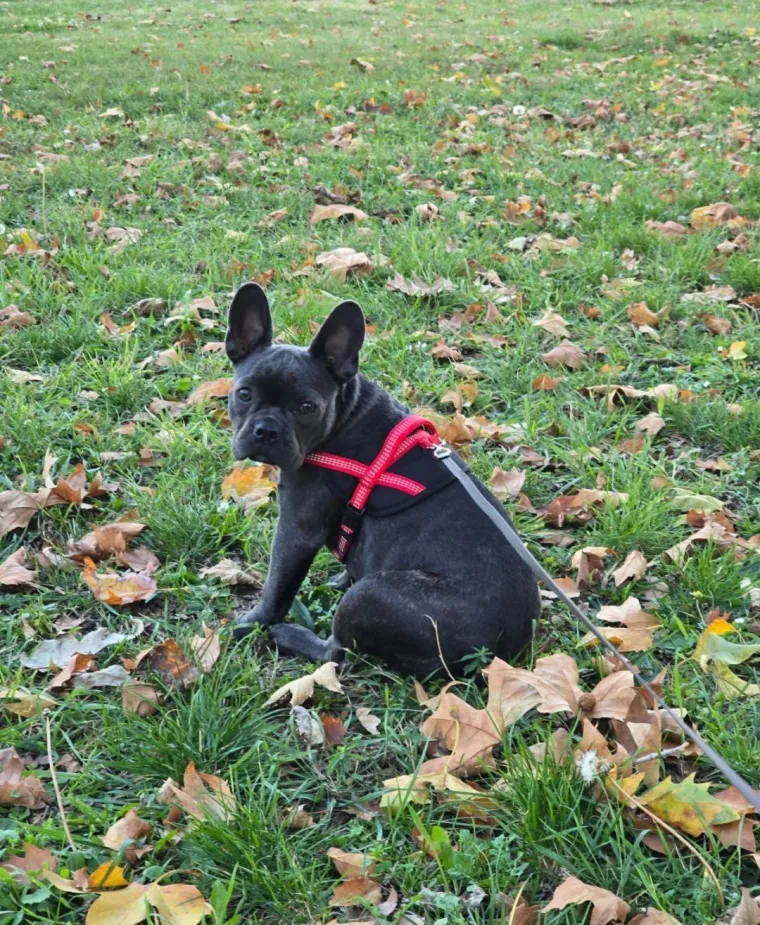Neodoljiva pasmina osvaja srca: Te&scaron;ko je odoljeti va&scaron;im preslatkim francuskim buldozima