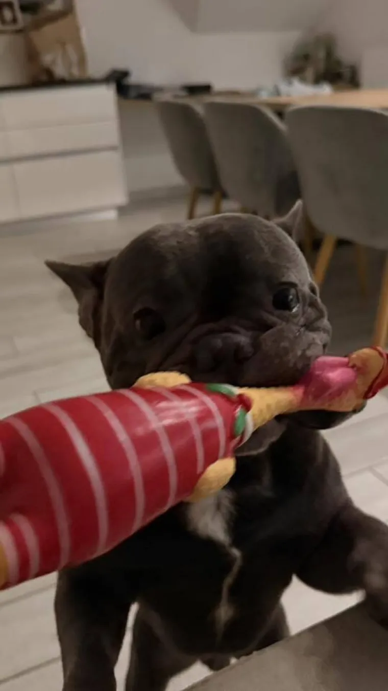 Neodoljiva pasmina osvaja srca: Te&scaron;ko je odoljeti va&scaron;im preslatkim francuskim buldozima