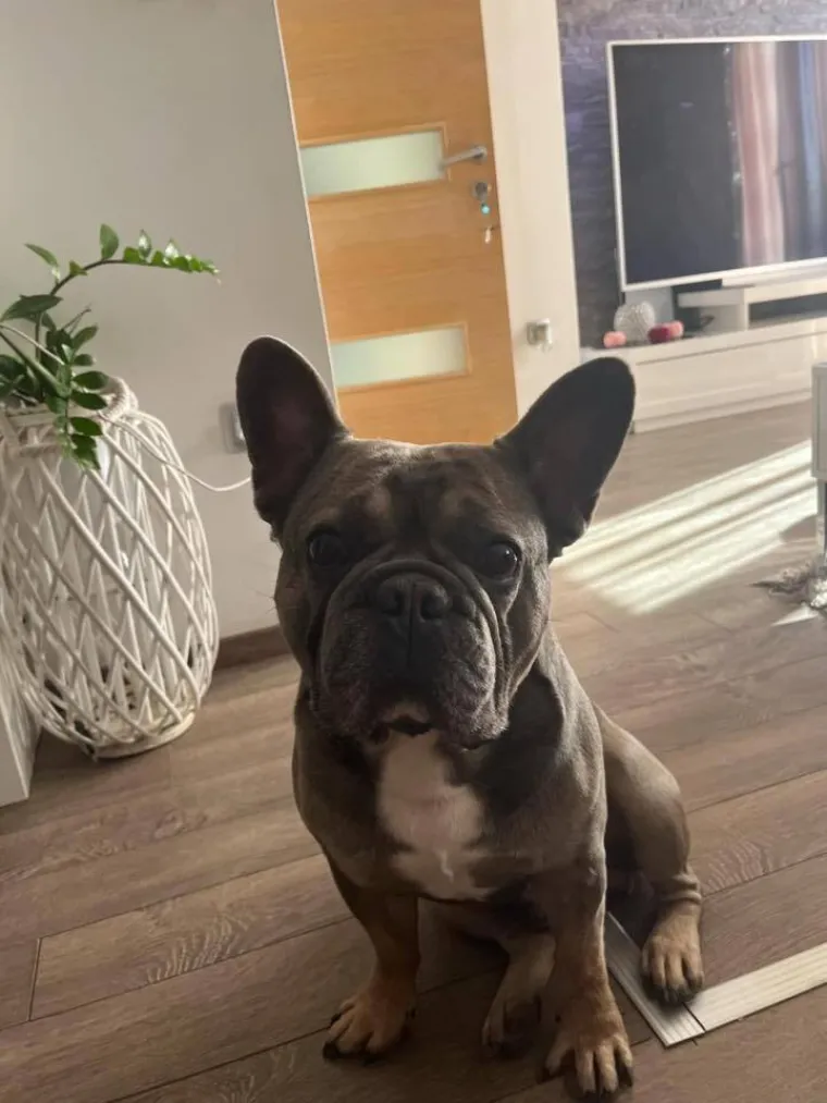 Neodoljiva pasmina osvaja srca: Te&scaron;ko je odoljeti va&scaron;im preslatkim francuskim buldozima