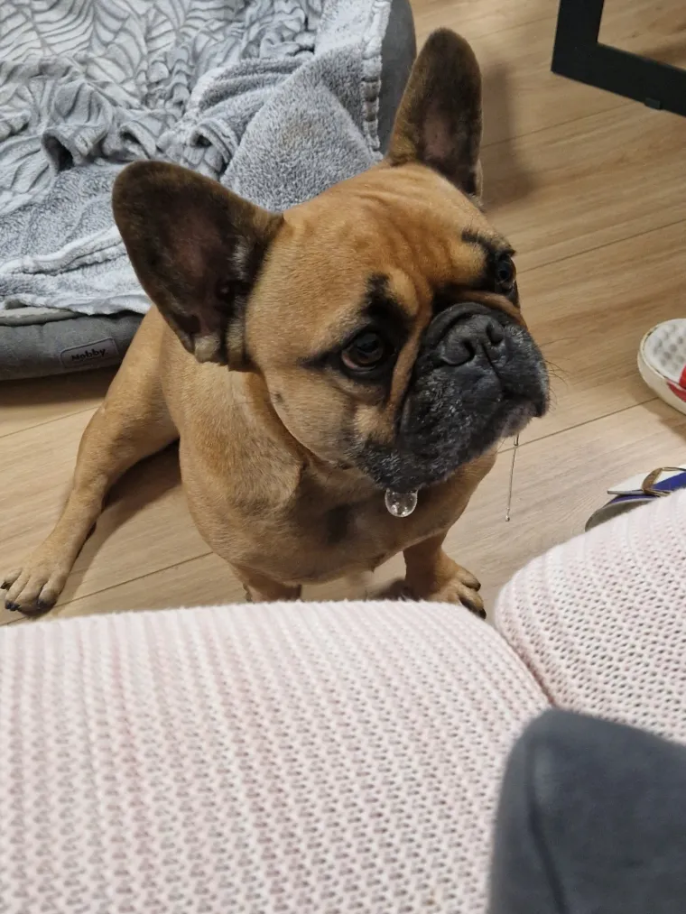 Neodoljiva pasmina osvaja srca: Te&scaron;ko je odoljeti va&scaron;im preslatkim francuskim buldozima