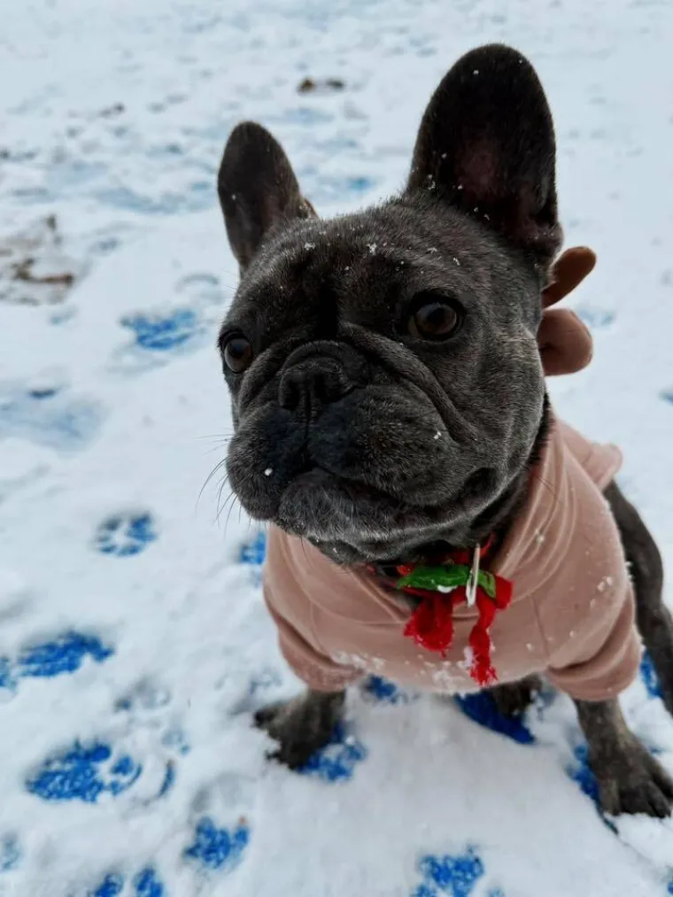 Neodoljiva pasmina osvaja srca: Te&scaron;ko je odoljeti va&scaron;im preslatkim francuskim buldozima