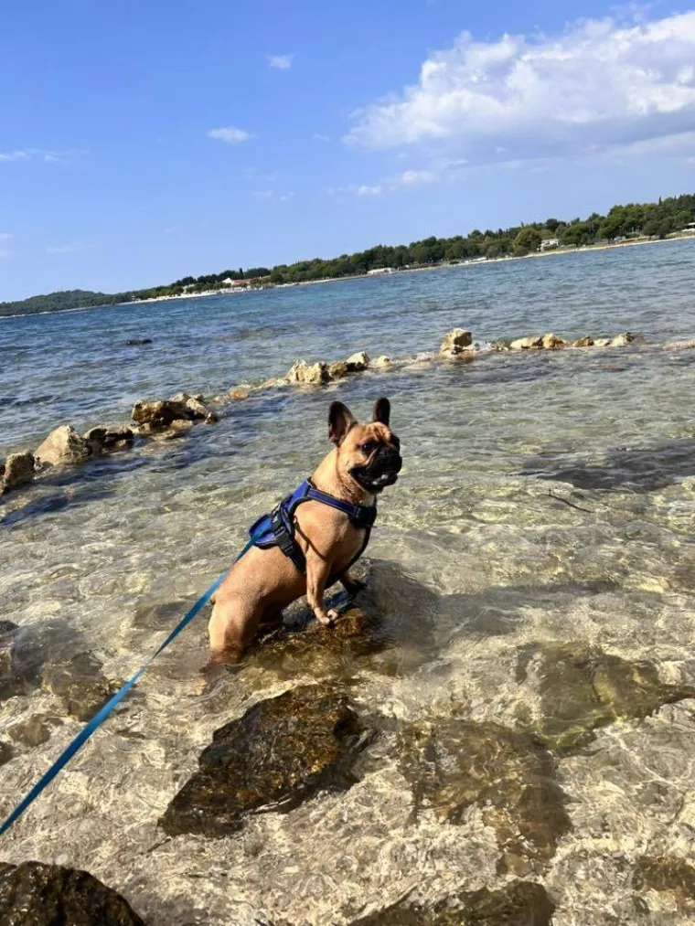 Neodoljiva pasmina osvaja srca: Te&scaron;ko je odoljeti va&scaron;im preslatkim francuskim buldozima